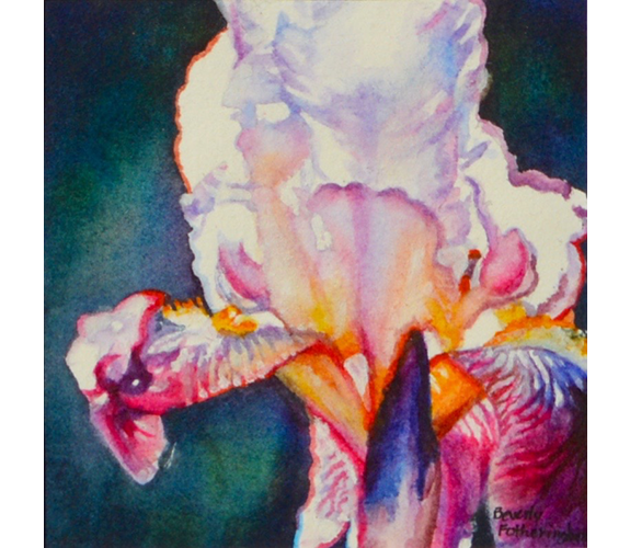 "Iris Radiance" - Beverly Fotheringham